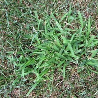 Close-up of crabgrass growing in a lawn.