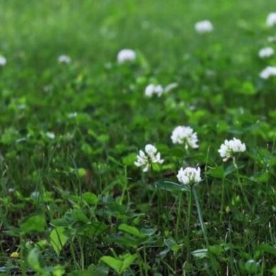 Close-up of white clover flowers in green grass.