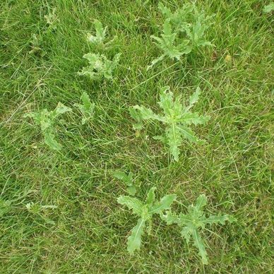 Green thistle plants growing among grass.