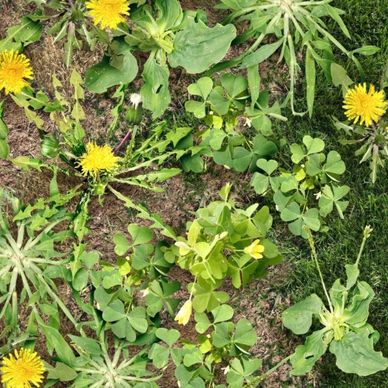 Yellow dandelions and green clover plants growing in a grassy patch.
