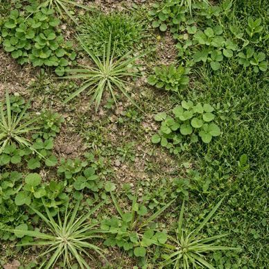 Close-up of various green weeds and grass on soil.