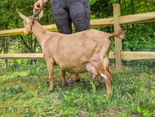 Red White & Belews Ruby