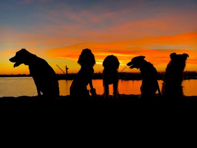 Silhouettes of five dogs sitting by the water at sunset.
