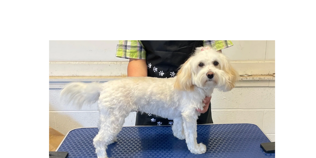 A fresh bath and clip make every dog feel like a king or queen.