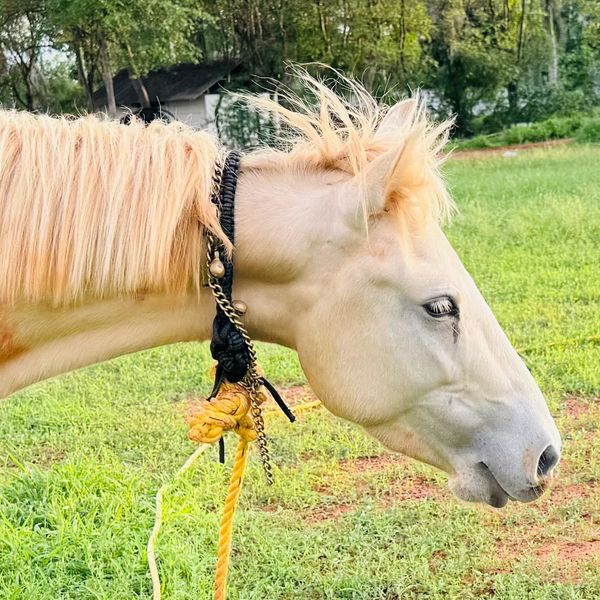 Close-up of a white horse with a braided mane standing on grass.