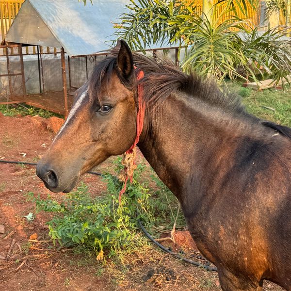 Brown horse with a red rope around its neck standing outdoors.