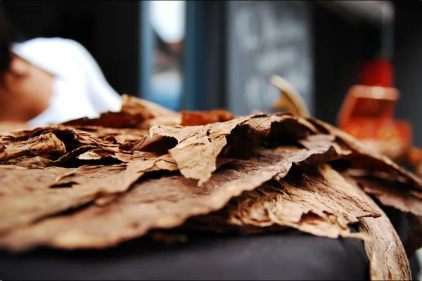 Dried Tobacco Leaves