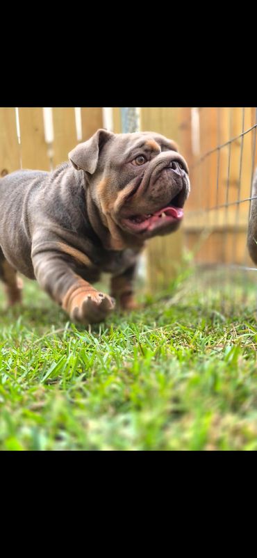 Gargamel is a full-suited Lilac Tri male English Bulldog. 