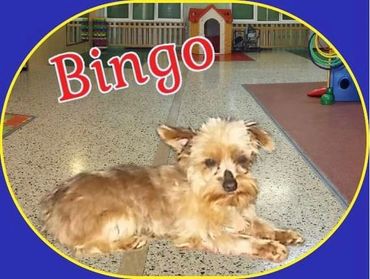 Bingo is a CKC sable yorkie. He was born on 5/11/21 and weighs 3 pounds.