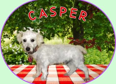 Casper is a CKC toy poodle. He was born on 11/13/19 and weighs appx 5 pounds.