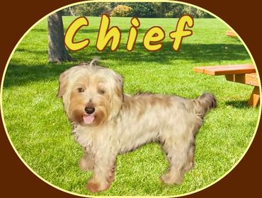 Chief is a CKC sable yorkie. He was born on 11//7/20 and weighs appx 5 pounds.