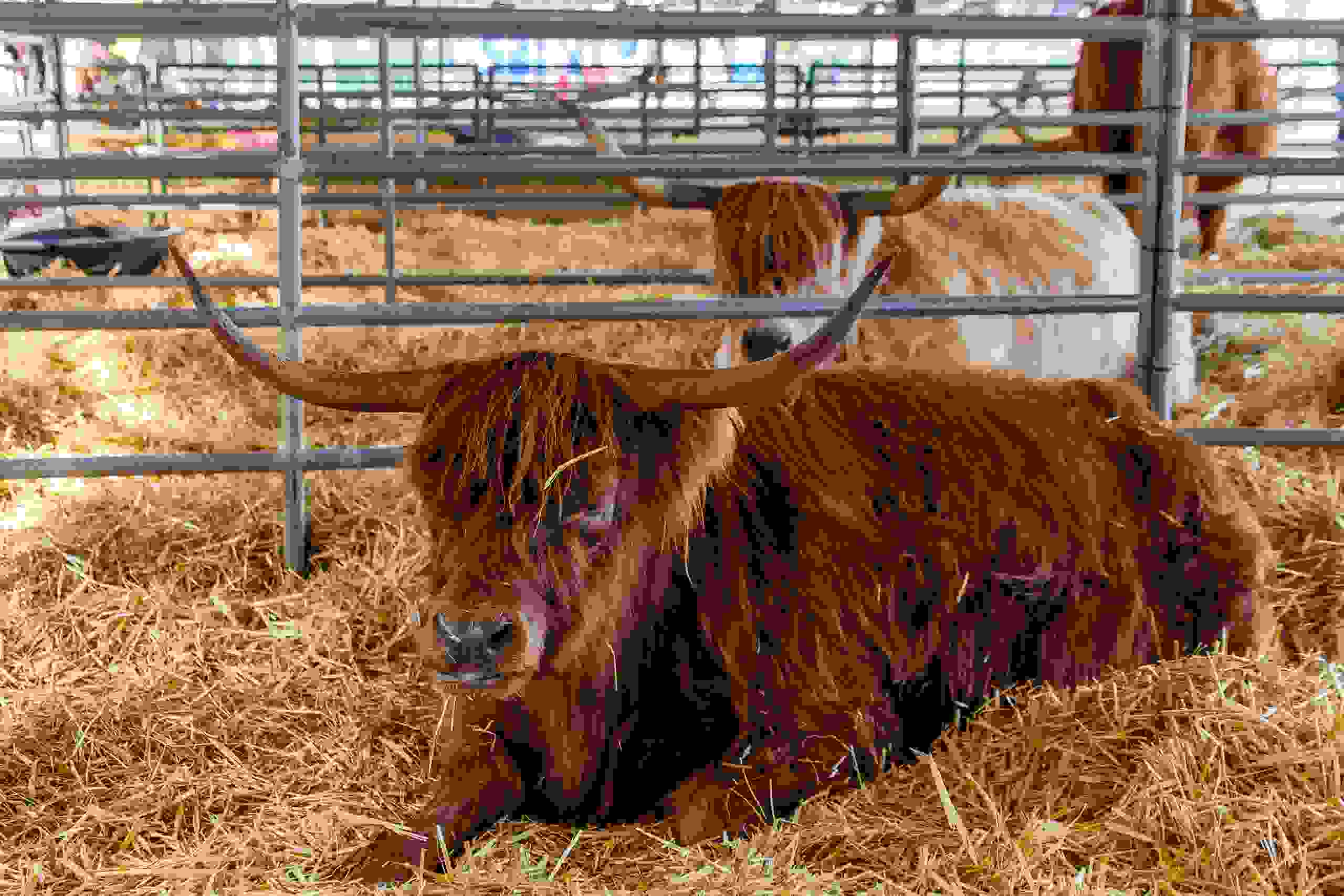 Celtic Animals 155th Scottish Highland Gathering and Games