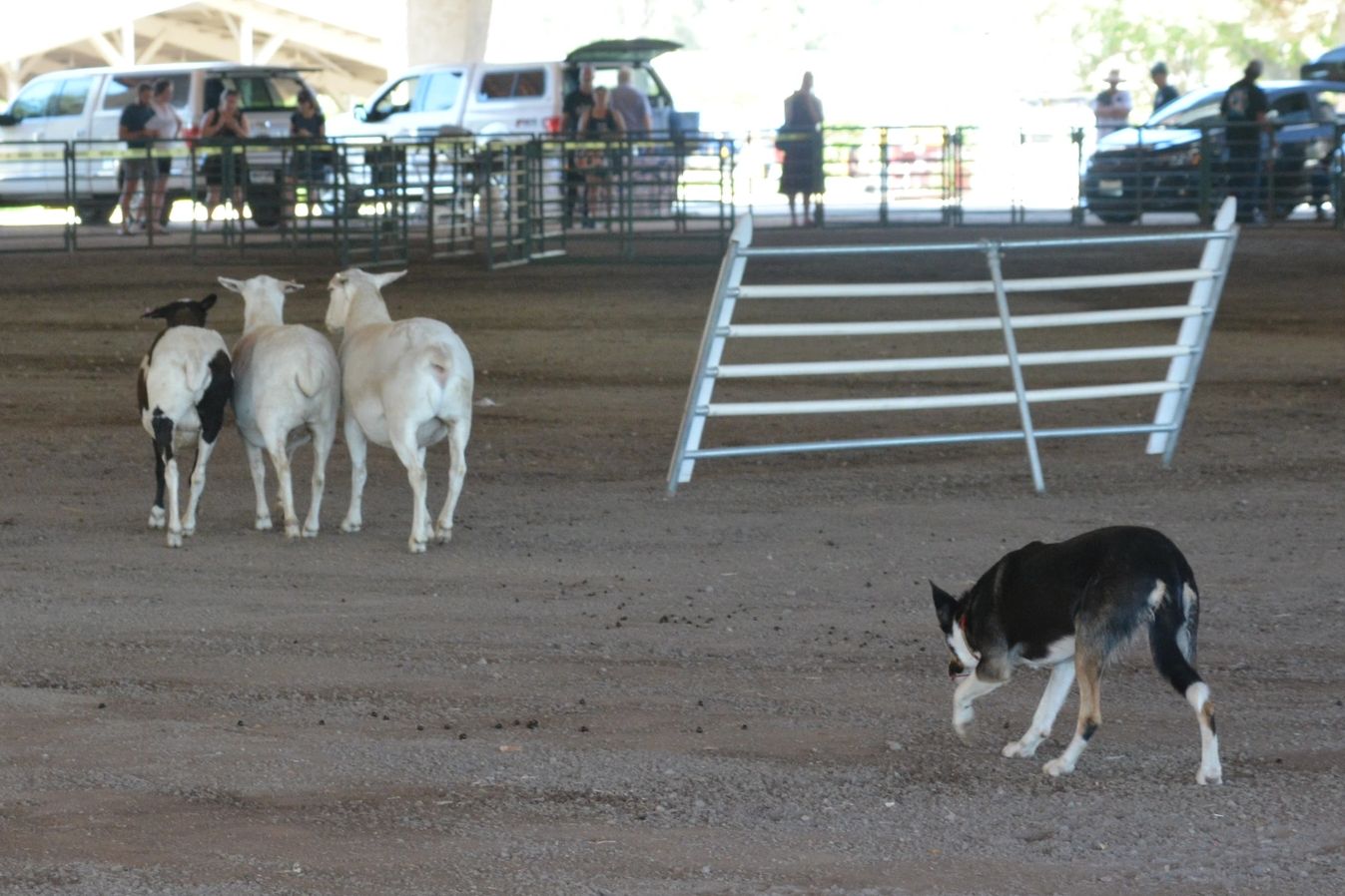 Beat Bad Weather Blues with Indoor Games for Herding Dogs - Guild of  Shepherds & Collies