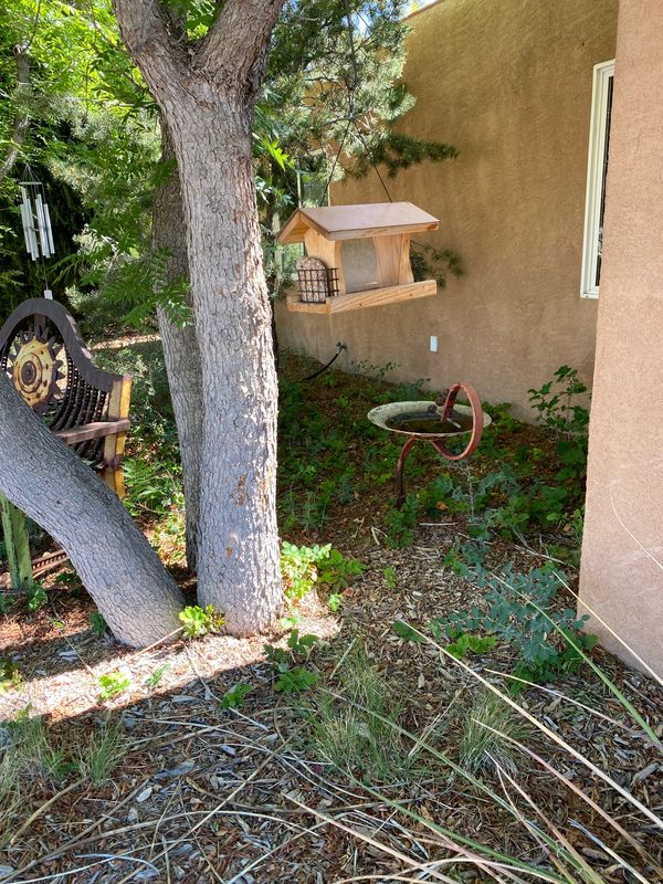 Chinese Pistache tree, bird feeder, bench and farm sweep bird bath