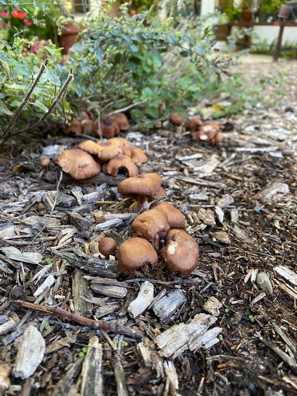 Mushrooms in the garden mulch