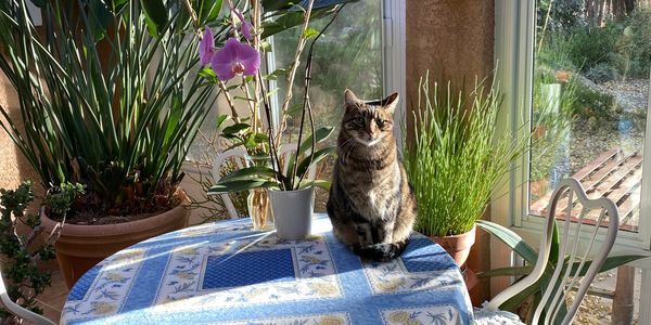 Plants in the sunroom