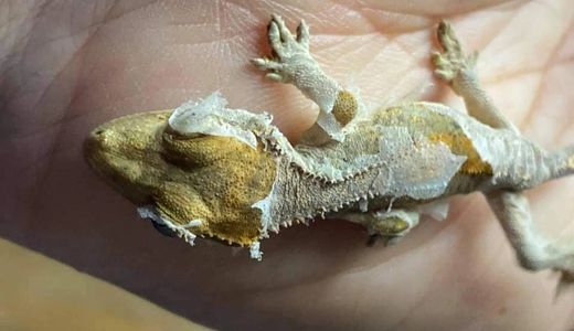 Crested Gecko Health Issues