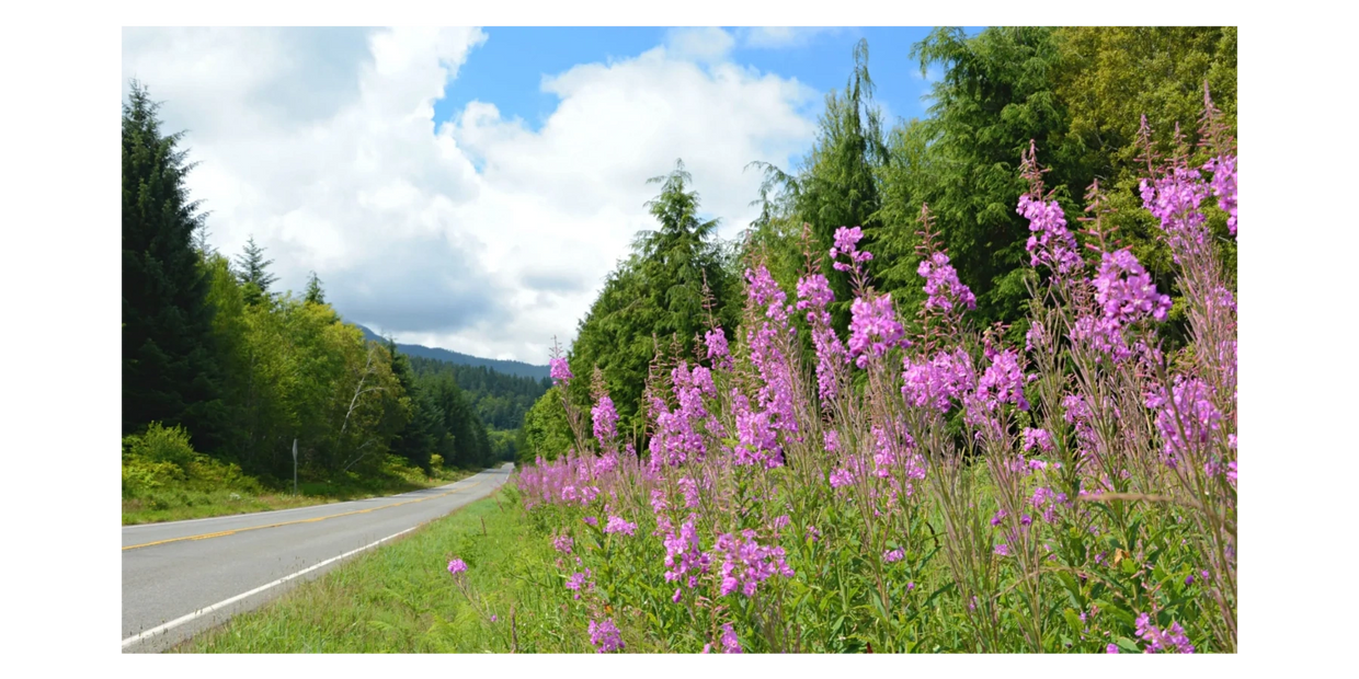 Beautiful July day along Hwy 112 with pink fireweed in full bloom.