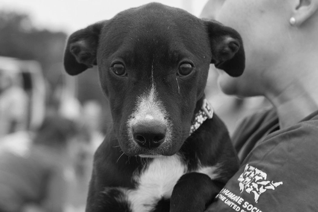 About Us PAWS Chennai