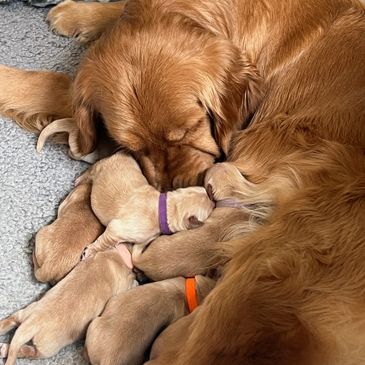 Red rock retrievers 2025