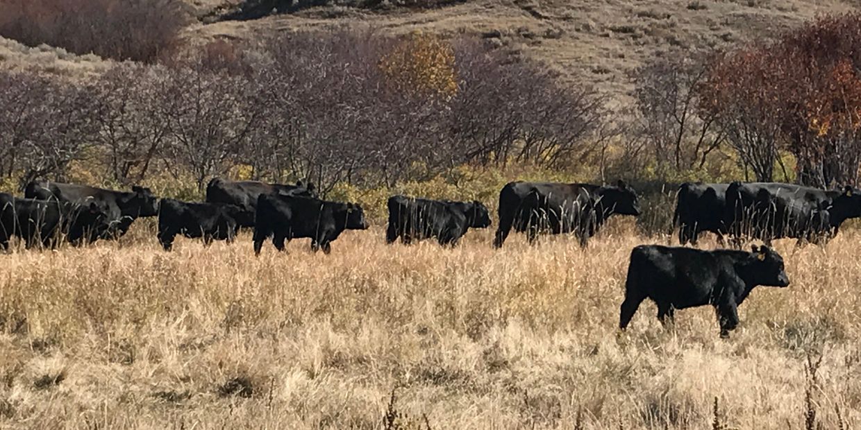 cows and calves in prairie grasslands