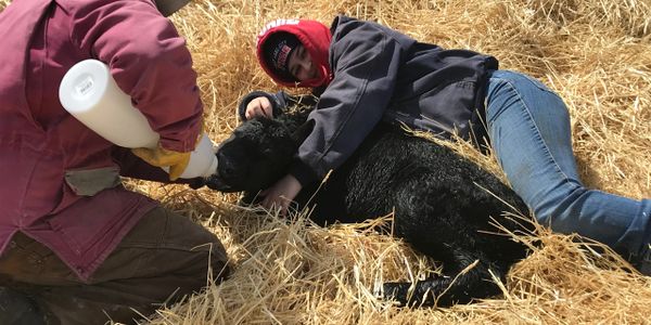 girls feeding baby calf a bottle
