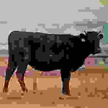 Montana Wagyu Beef 