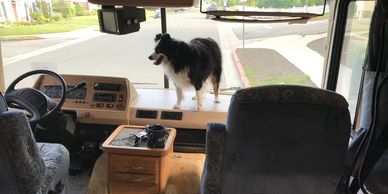 Ami had no problem making herself at home. She wanted to drive but she settled for the dashboard. 