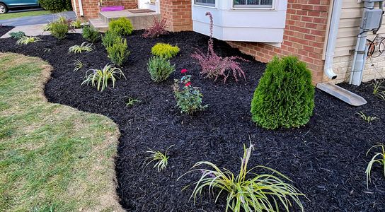 Freshly mulched bed with new flowers, bushes and grasses.