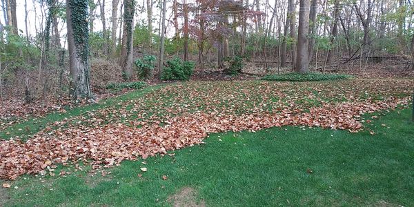 Lawn with leaves halfway covering it.
