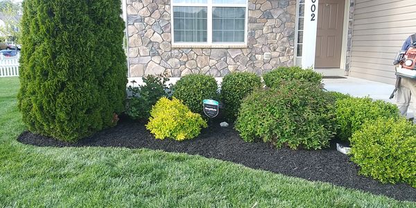 Freshly mulched flower bed with mature bushes.