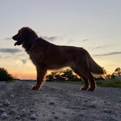 Perfect sized Golden retrievers 