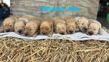 A row of newborn puppies sleeping on hay with text 'Willows litter'.