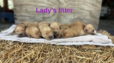 Newborn puppies sleeping closely together on a blanket over hay.