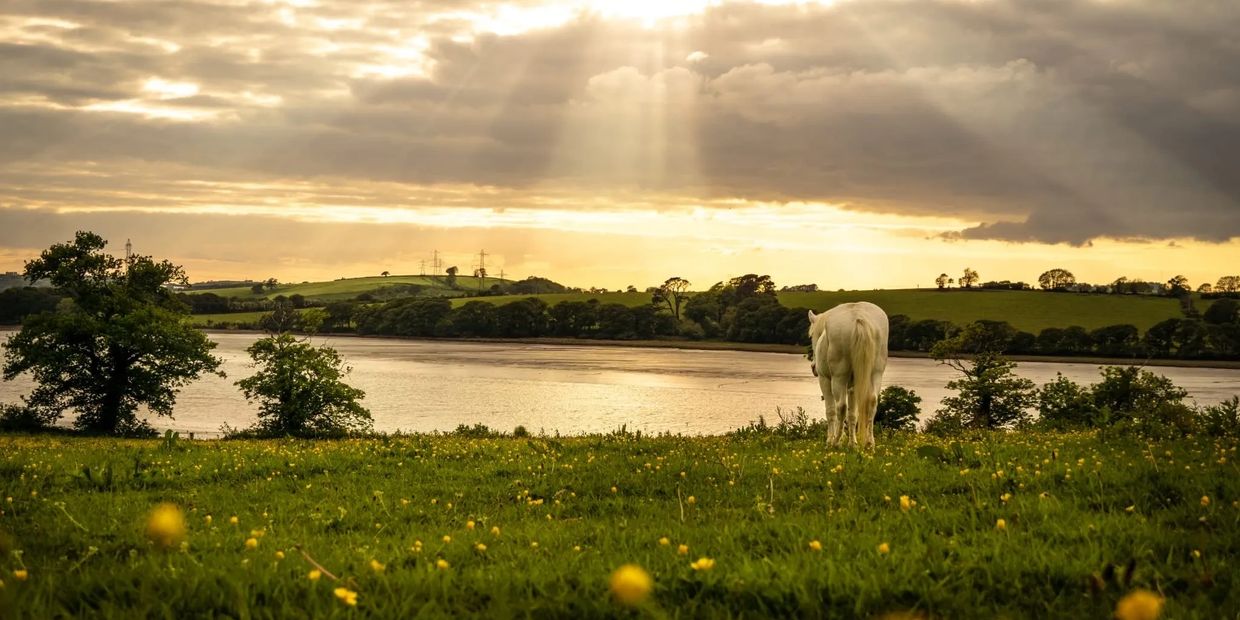 Ollie, one of our oldest and most soulful Ponies, at out Tamerton Grazing, nestled on the river Tavy