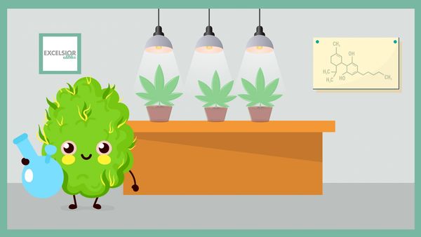 Cartoon cannabis bud holding a bong in a grow room with potted cannabis plants under grow lights.