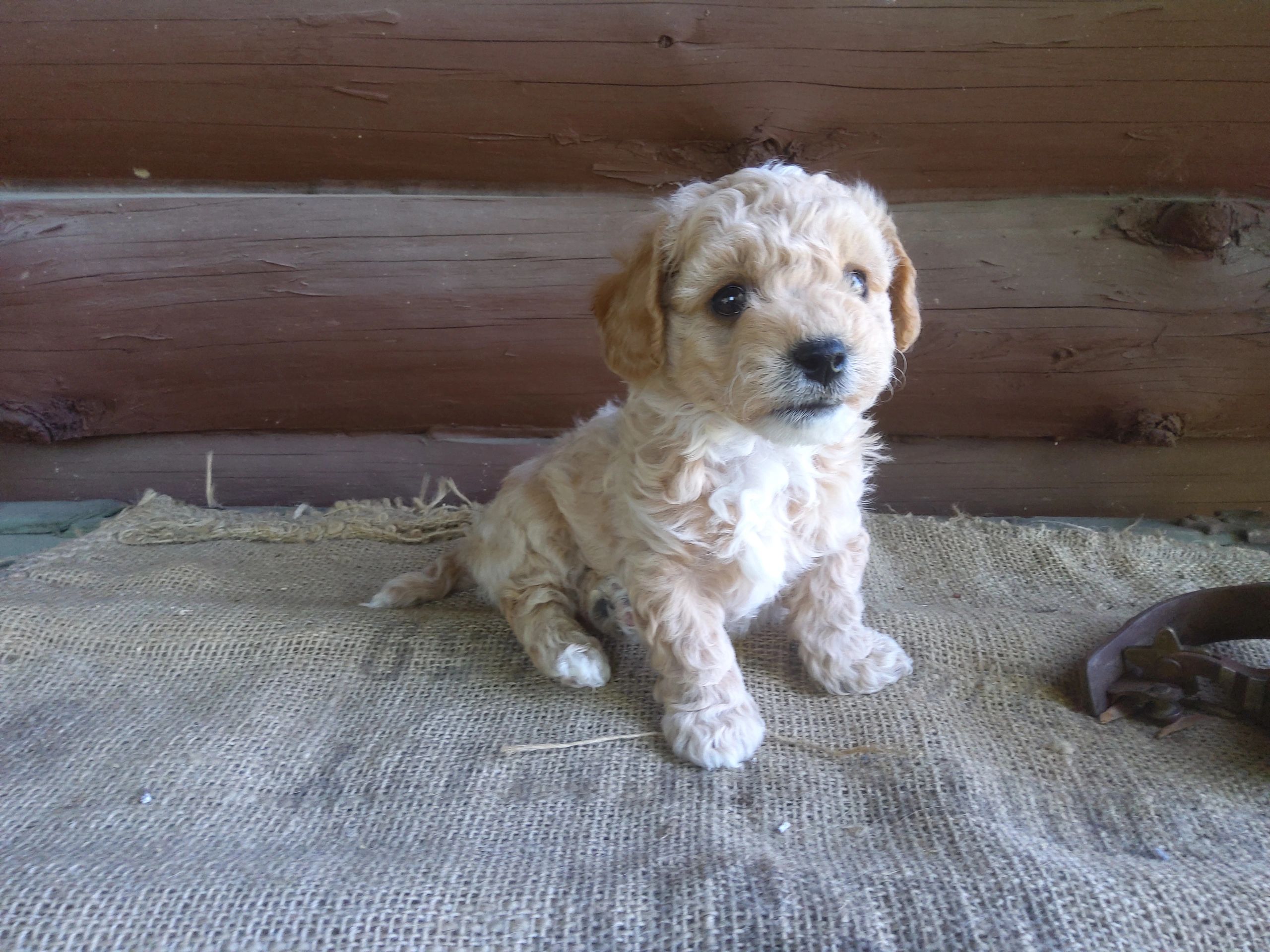 Big Hickory Farm - Cockapoo and Cavapoo Puppies Available near Slippery ...