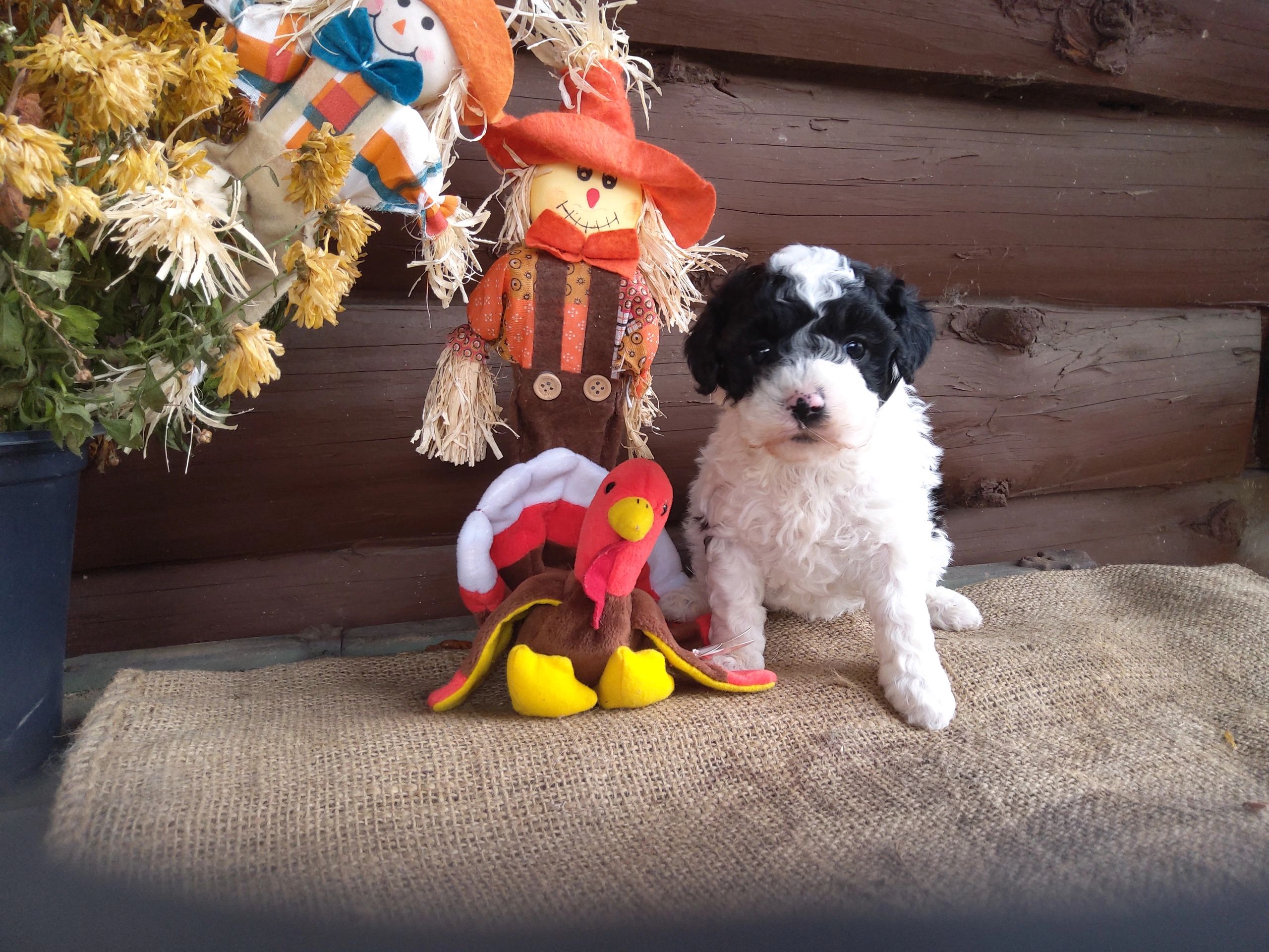 Big Hickory Farm Cockapoo and Cavapoo Puppies Available near Slippery