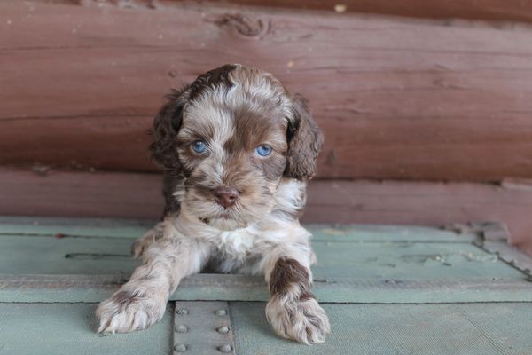 Cockapoo puppy adorable 