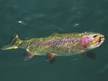 Rainbow Trout - Brook Trout - Lake Trout - Perch - Pan Fish , etc...  
- Lake fishing bait