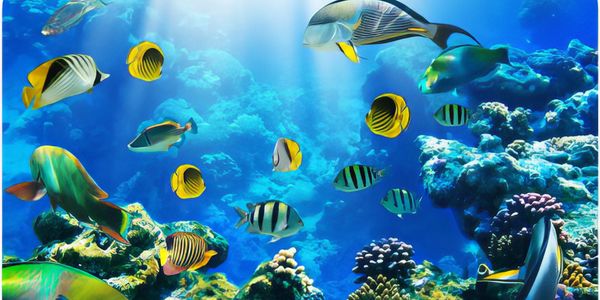 Colorful tropical fish swimming over a vibrant coral reef.