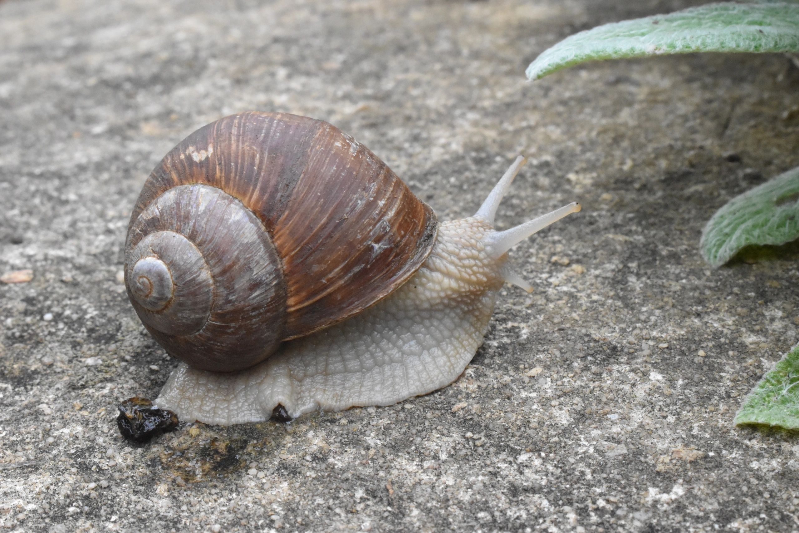 Edible Land Snails Or Escargot Are A Delicacy