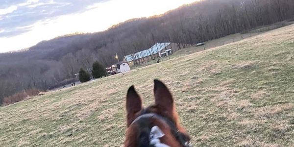 A tan and green barn as well as the rest of our facility can be seen over a bay horse's ears. 