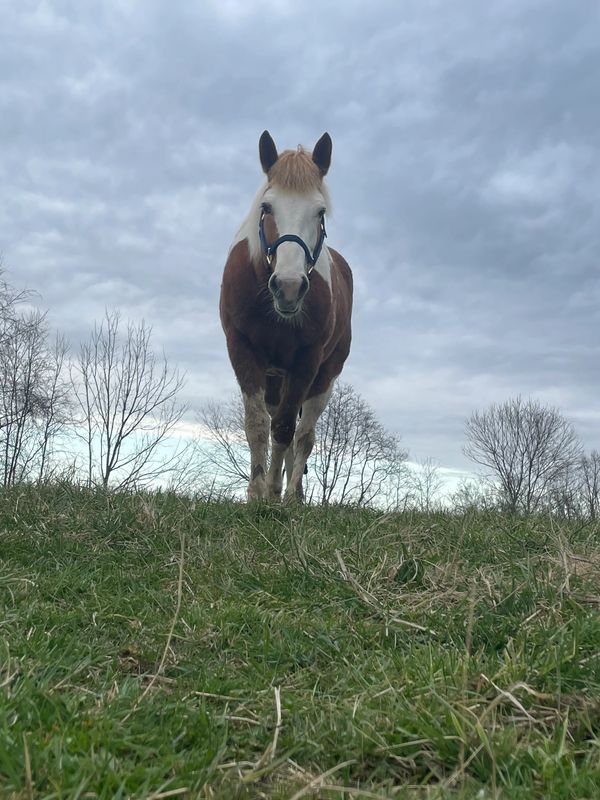 A white and red pinto draft mare with a blue halter is walking towards the camera. 