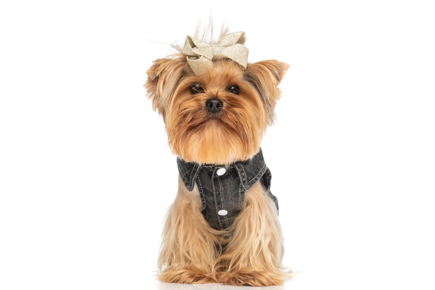 Yorkshire Terrier dog wearing sitting wearing a small denim jacket and a hair bow.