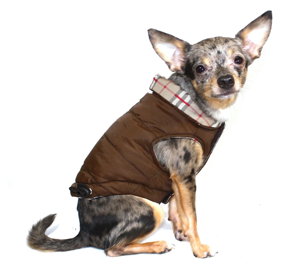 Chihuahua dog wearing brown reversible plaid quilted designer dog coat by Hip Doggie brand UK.