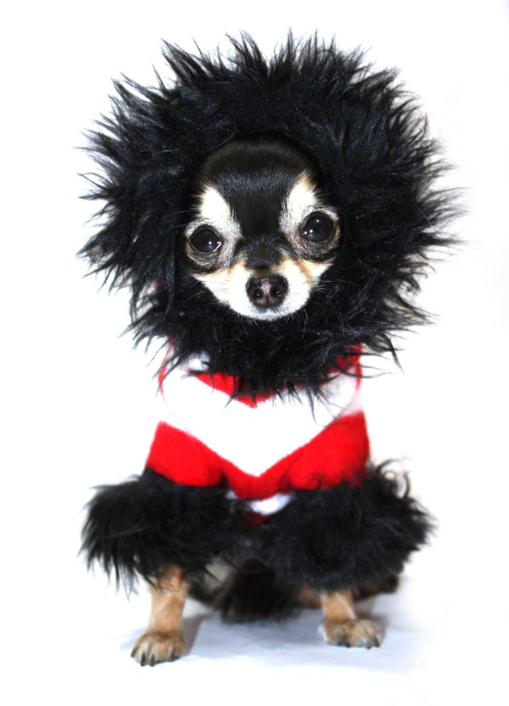 Black and tan Chihuahua dog wearing a red and white stripy jumper with black fuzzy hoodie and legs.