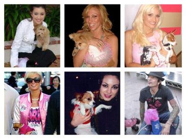Celebrities caught with the famous Hip Doggie products.