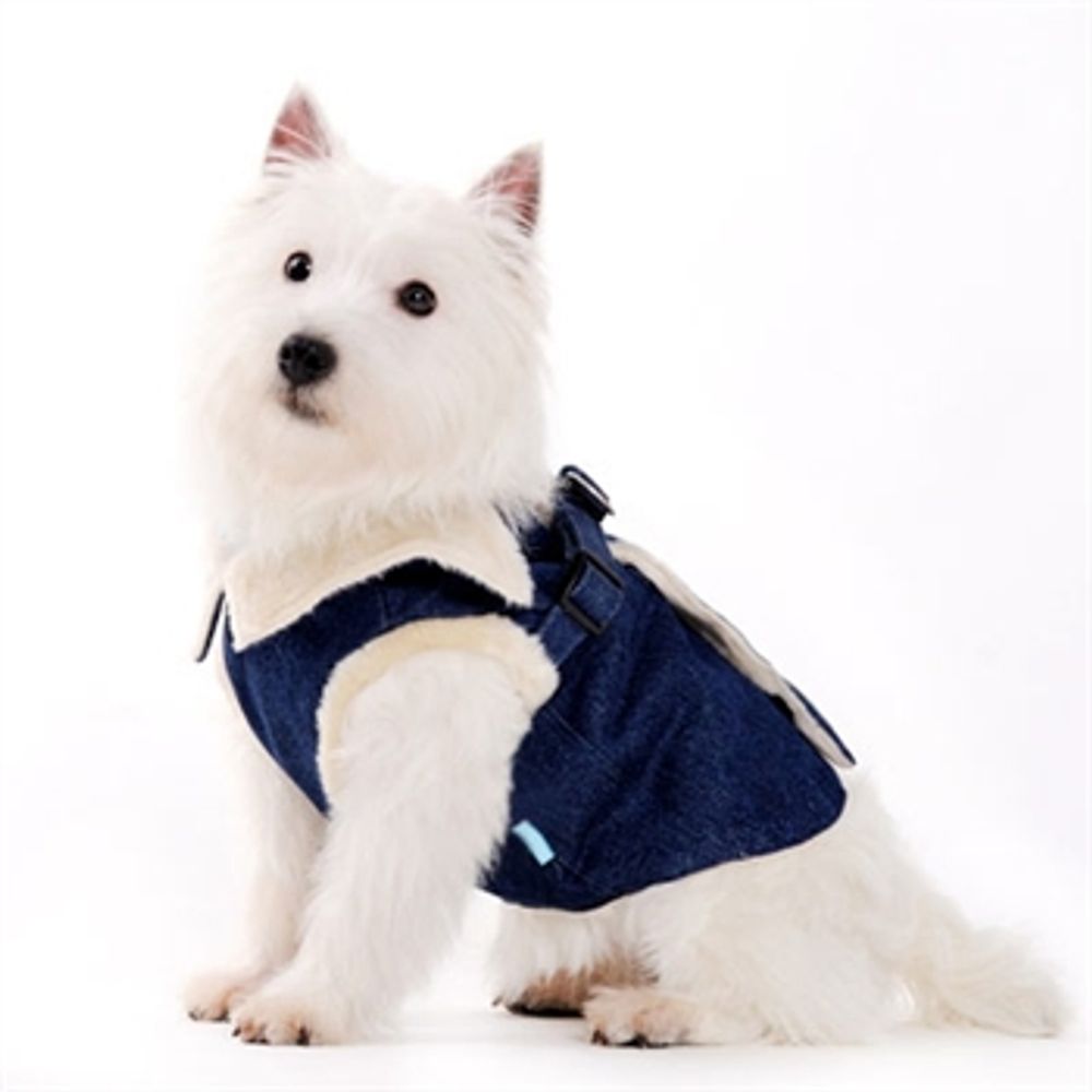White West Highland dog wearing a warm denim blue designer dog coat with faux cream interior lining.