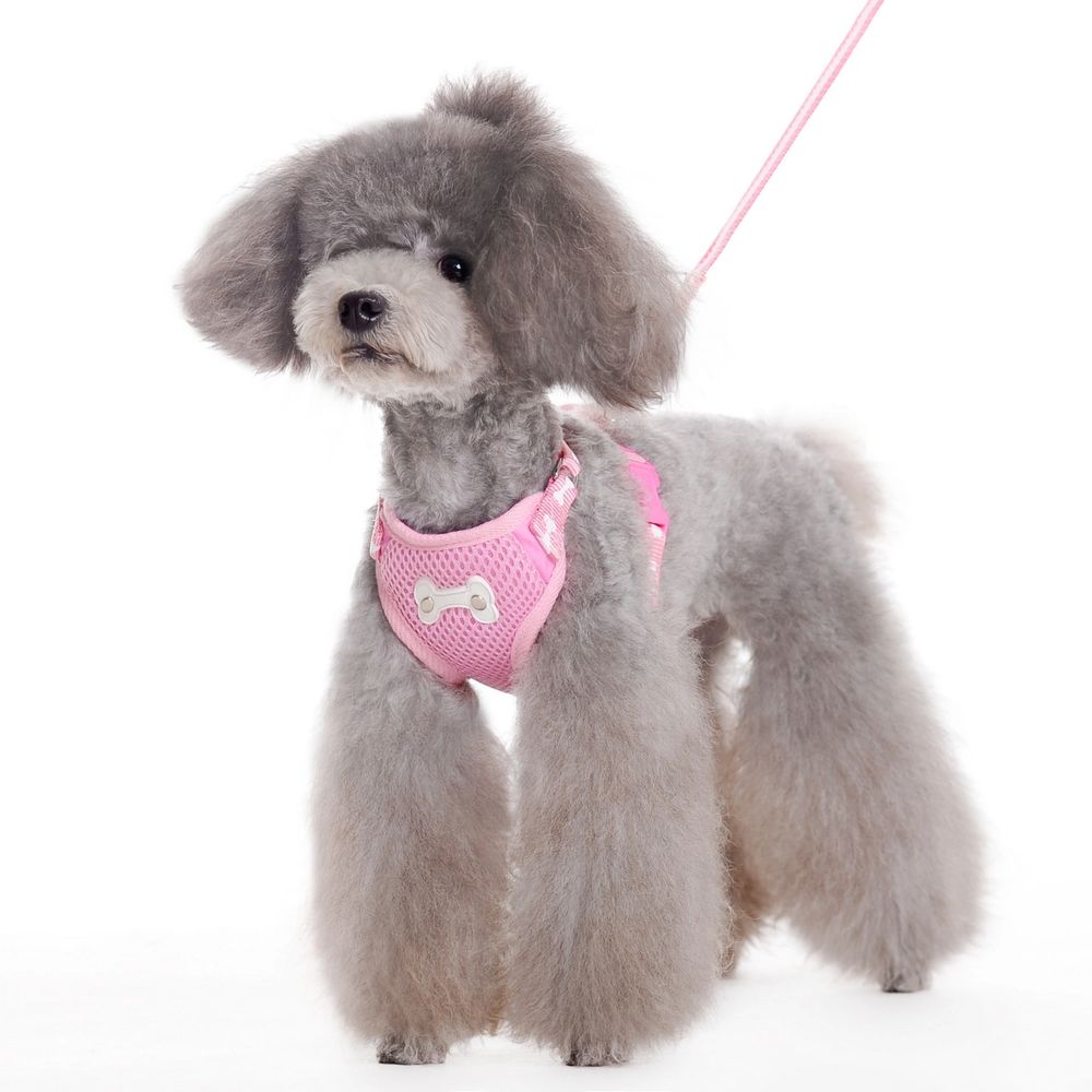 Silver Toy Poodle wearing a pink dog harness. 